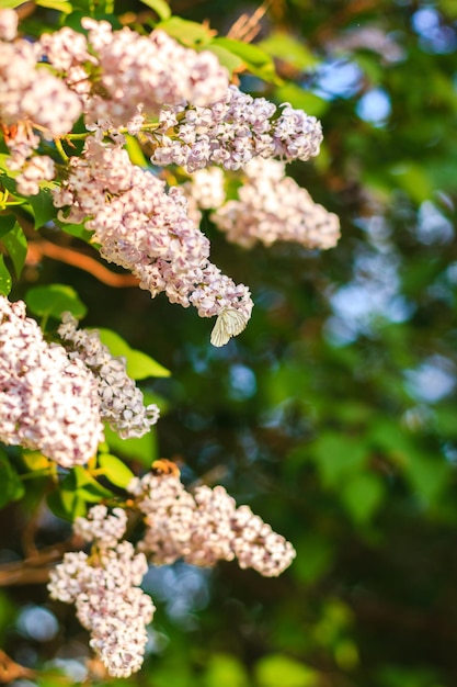 Una rama de flores lilas con un fondo verde.