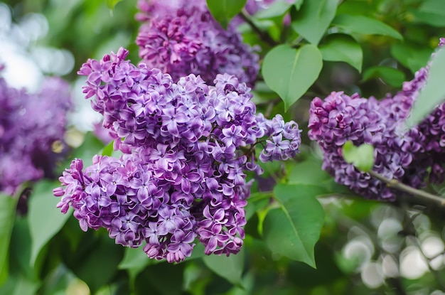 Rama de flores lilas con hojas de fondo natural floral