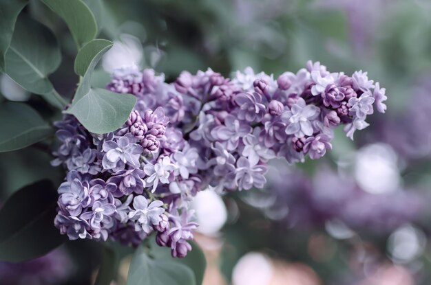 Rama de flores lilas con hojas verdes, fondo hipster estacional natural floral