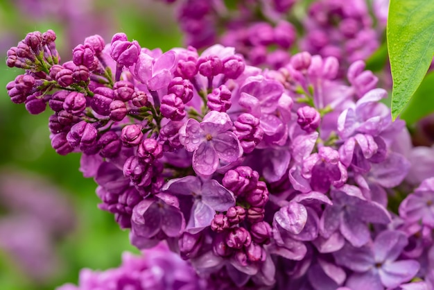 Rama de flores lilas con hojas verdes, fondo hipster estacional natural floral