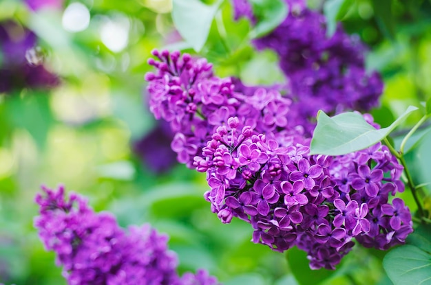 Rama de flores lilas con hojas verdes, fondo natural floral, enfoque suave