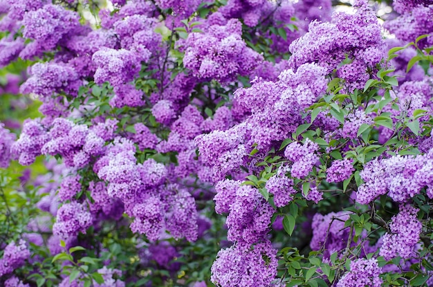 Rama de flores lilas con hojas verdes fondo natural floral enfoque suave