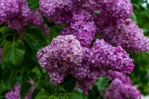 Rama de flores lilas con hojas verdes. Gran flor de rama lila. Flores brillantes de arbusto de lilas de primavera. Ramo de flores púrpuras. Primer plano de flores de color lila azul de primavera sobre fondo borroso.