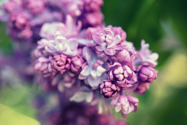 Rama de flores lilas con hojas verdes macro natural floral fondo suave enfoque