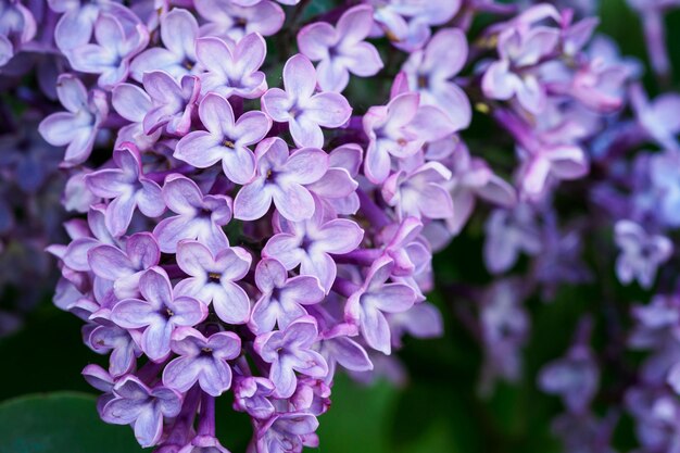 Rama de flores lilas con hojas verdes