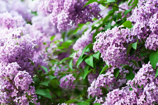 Rama de flores lilas con las hojas.