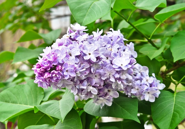 Rama de flores lilas con hojas