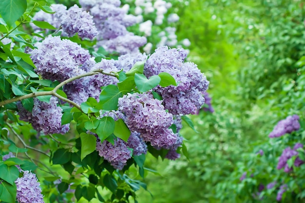 Rama de flores lilas con hojas