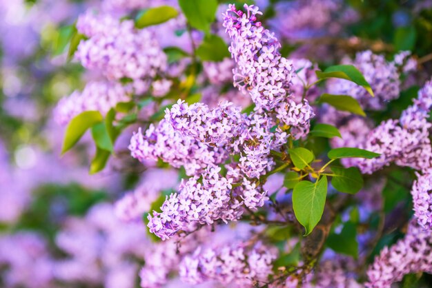 Rama de flores lilas púrpuras con las hojas