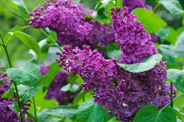 Rama de flores lilas