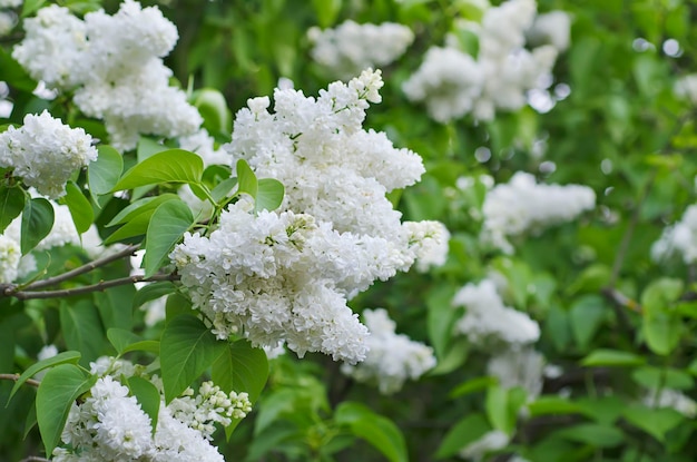 Rama de flores lilas