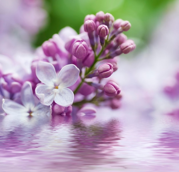 Rama de flores lilas