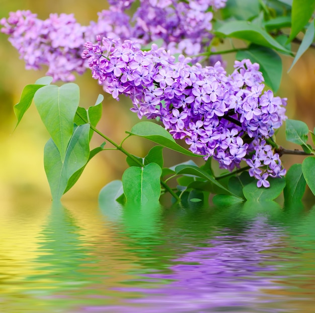 Rama de flores lilas