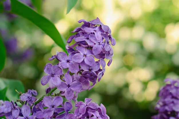 Rama de flores lilas