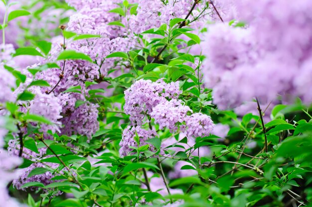 Rama de flores lilas