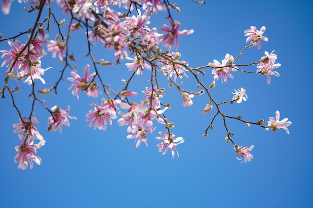 Una rama con flores de magnolia en primavera.