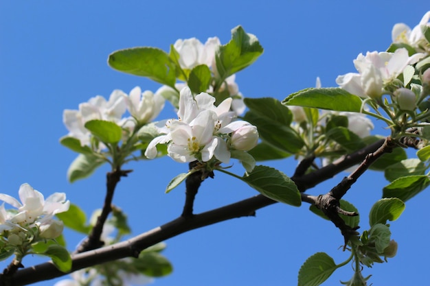 rama de flores de manzana blanca con enfoque selectivo en un fondo de cielo azul