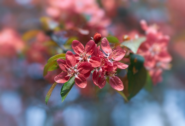 Rama con flores de manzana rosa.