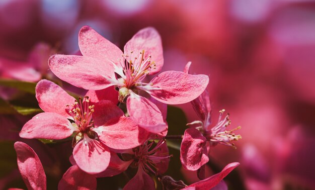 Rama con flores de manzana rosa.