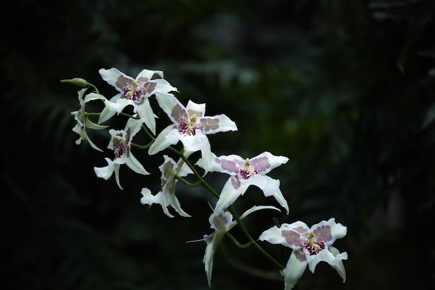 Una rama con flores de orquídeas blancas