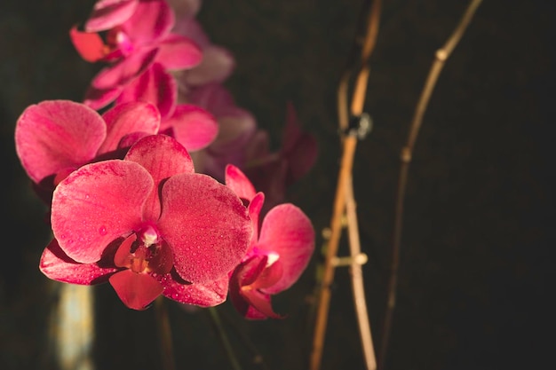 Rama con flores de orquídeas sobre fondo negro