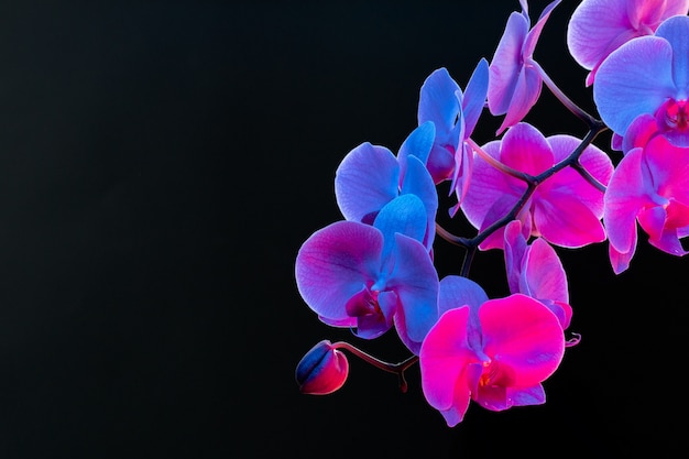 Rama de flores de orquídeas sobre fondo oscuro en luz de neón de cerca