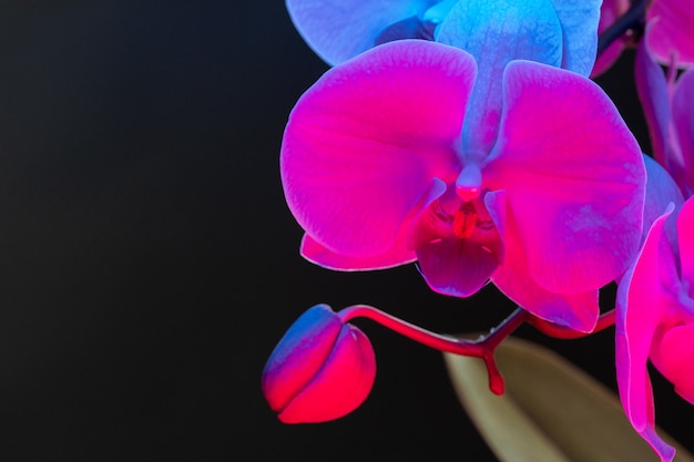 Rama de flores de orquídeas sobre fondo oscuro en luz de neón de cerca