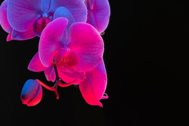 Rama de flores de orquídeas sobre fondo oscuro en luz de neón de cerca