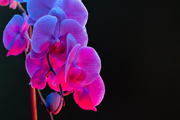 Rama de flores de orquídeas sobre fondo oscuro en luz de neón de cerca