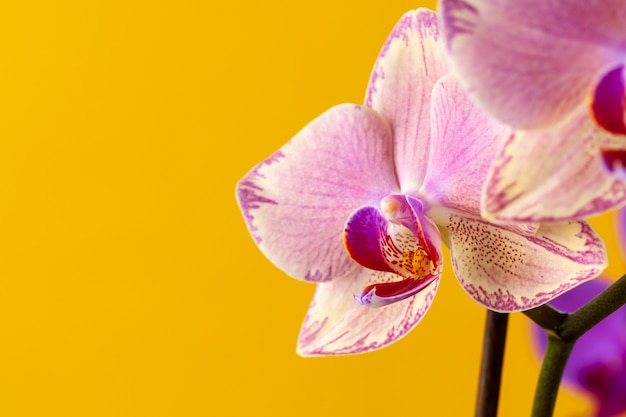 Foto rama de flores de orquídeas