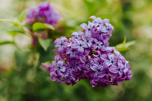 Rama con flores de primavera lila. Fondo de naturaleza.