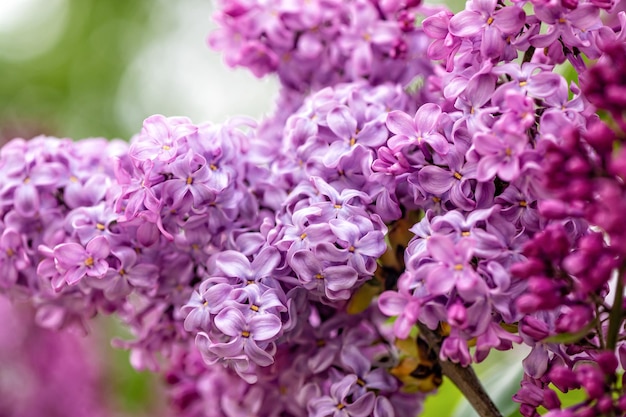 Rama con flores de primavera lilas flores brillantes de primavera lilas arbusto enfoque suave primer plano