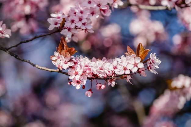 Rama de flores de primavera rosa