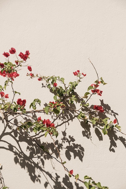 Rama de flores rojas hojas en muro de hormigón beige neutro Fondo mínimo floral natural