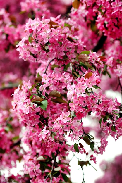 Una rama de flores rosadas de acacia en flor
