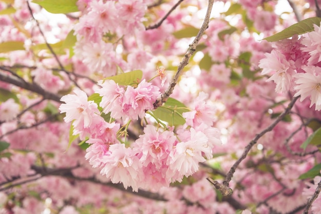 Una rama con flores de sakura un hermoso fondo primaveral