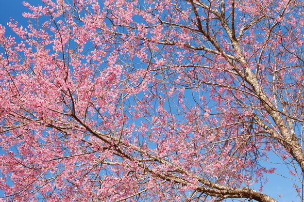 Rama con flores de sakura rosa