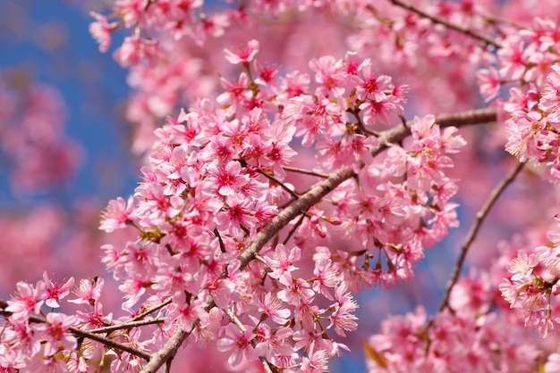 Rama con flores de sakura rosa