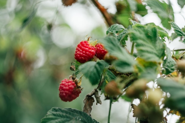 Rama de frambuesa roja y verde con telaraña entre las hojas en la rama cerca de la vida natural orgánica saludable fondo borroso