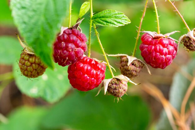 Una rama de frambuesas maduras en el bosque. Bayas dulces rojas que crecen en una frambuesa