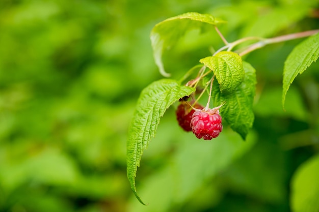 Rama de frambuesas maduras en el jardín Bayas dulces rojas que crecen en el arbusto de frambuesa en el jardín de frutas Baya jugosa contra un fondo de vegetación borrosa bayas silvestres rojas primer plano