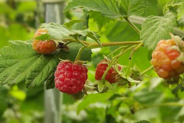 Rama de frambuesas maduras en jardín. Bayas dulces rojas que crecen en frambuesa en jardín de frutas.