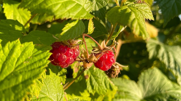 Rama de frambuesas maduras en un jardín