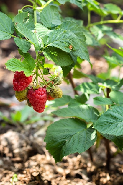 Rama de frambuesas maduras en un jardín