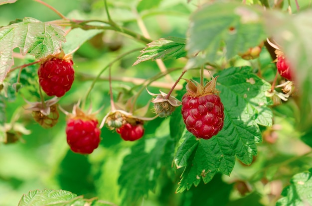 Una rama de frambuesas rojas maduras. Frutos rojos dulces.