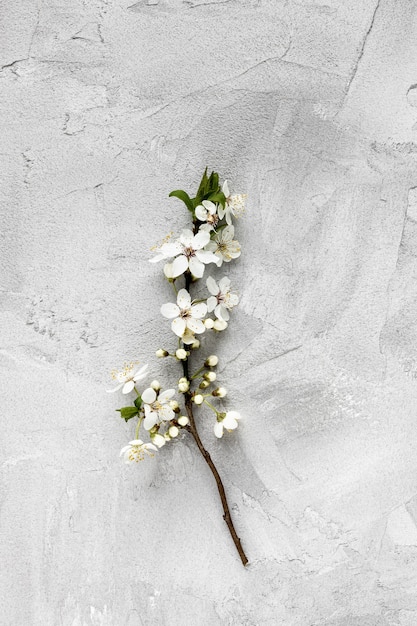 Rama fresca con flores blancas sobre fondo gris