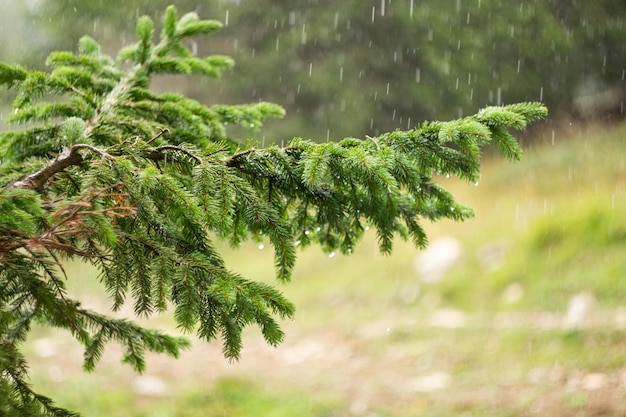 Rama fresca durante la tormenta con gotas de lluvia