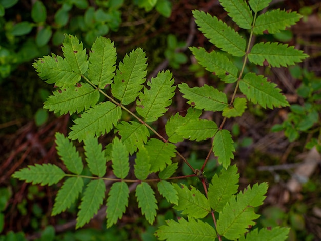 Rama de fresno de montaña común con hojas verdes.