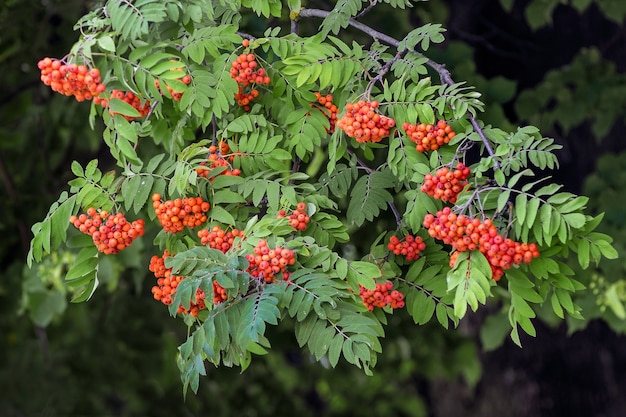 La rama de fresno de montaña con frutos rojos