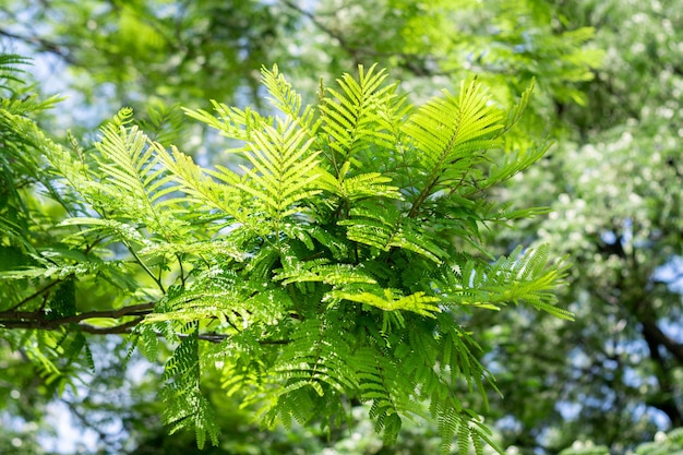 Rama frondosa con hojas de Peltophorum dubium